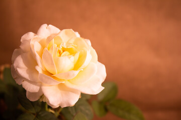 delicate white rose on a light brown background close-up with empty space