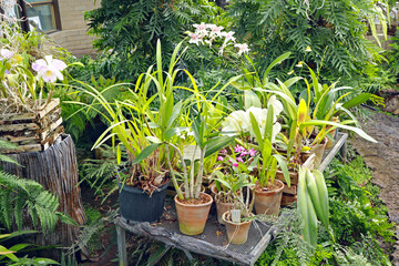 Orchids in tropical greenhouse