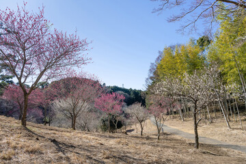 Fototapeta premium 静岡県伊豆市 修善寺梅林