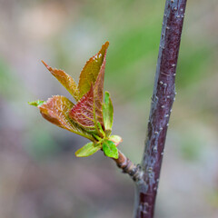 A delicate pretty twig with blossoming leaves in spring.
