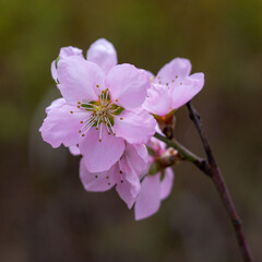 Delicate pretty flowering sprigs of peach or nectarine in spring.