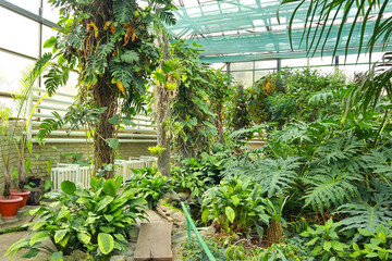View of tropical plants from the tropics in green house