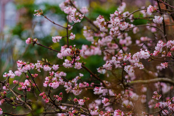 Pink trumpet shaped flower cluster of flowering shrub plant Viburnum Farreri