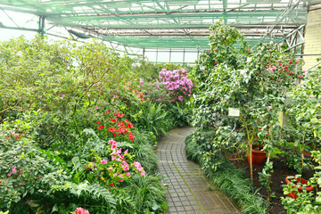 View of pink Rhododendron (azalea) in greenhouse