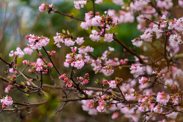 Fototapeta na wymiar Pink trumpet shaped flower cluster of flowering shrub plant Viburnum Farreri