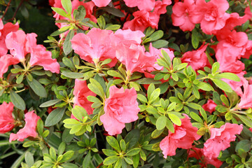 Close up view of pink Rhododendron (azalea)	
