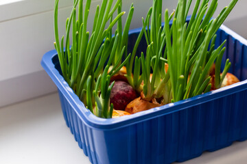 Fresh growing green onions in a container for sprouting plants. Close-up