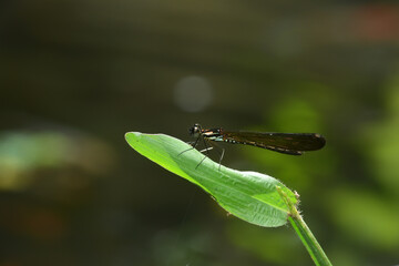 dragonfly on a green leaf