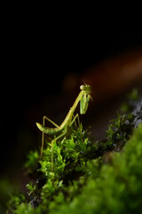 Mantis