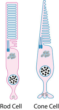 rod and cone cell