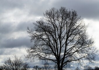 Baum vor weißem Himmel mit grauen Wolken am Morgen im Winter