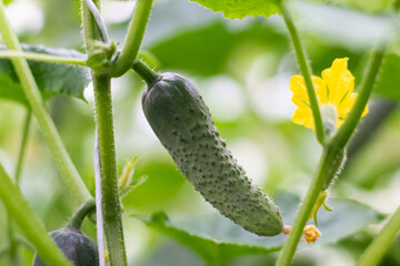 Organic cucumbers cultivation. Closeup of fresh green vegetables ripening in glasshouse