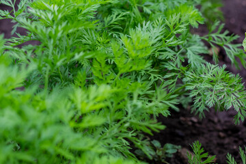 Rows of young carrots grow in the warm summer in the garden. Tops of carrots after rain