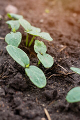 The first germinal leaves of a young cucumber. Close-up.Organic food. Macro