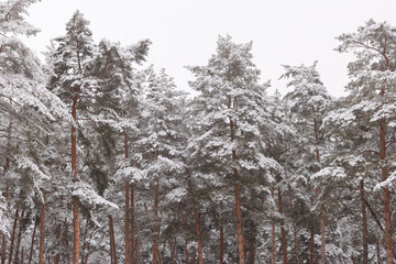 coniferous forest in the snow, the concept of snowfall bad weather
