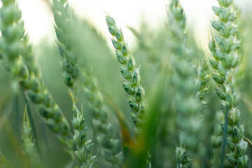 Wheat field image. View on fresh ears of young green wheat.