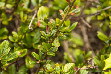 Close-up of a red ice plant, Carpobrotus edulis, on the sand dunes of the Pacific Ocean in California, USA