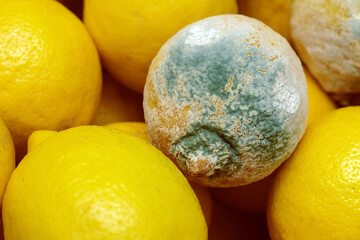 Green mold on spoiled lemons.