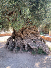 4000 years old olive oil tree in Crete, Greece