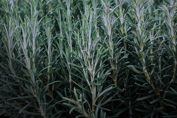 Rosemary plant, fresh rosemary texture background.