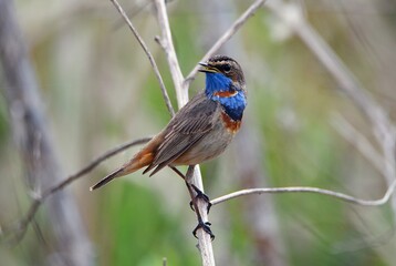 Bluethroat / Luscinia svecica