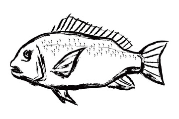 I drew a sea fish red sea bream in ink painting. vector illustration