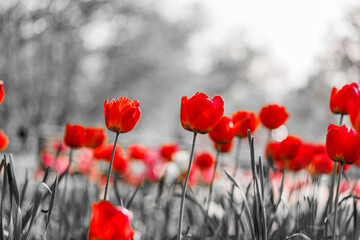 Selective color of blooming red tulips flowers in spring season garden during sunset with black and white background, Nature floral backdrop wallpaper. Artistic monochrome flowers in blurred dream