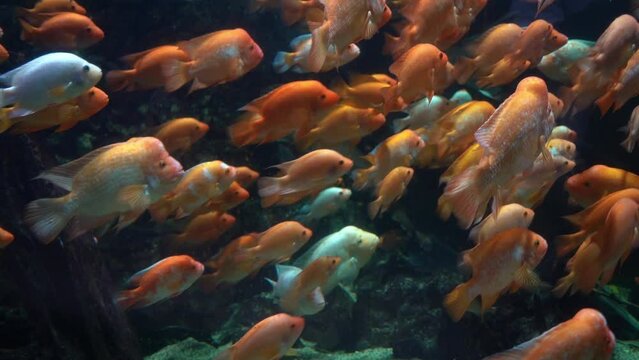 Midas cichlid in aquarium, Amphilophus citrinellus funny orange fish with big forehead slow motion.