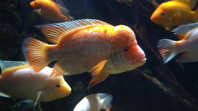 Midas cichlid in aquarium, Amphilophus citrinellus funny orange fish with big forehead