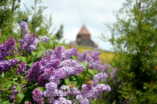 close-up of flowers with Sevanavank monastery in background