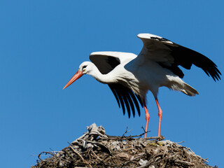 Obraz premium Cigüeña iniciando el vuelo desde el nido