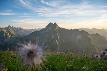 H&ouml;fats Sommerwiese