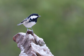 Fototapeta premium Cole Tit (Periparus ater)