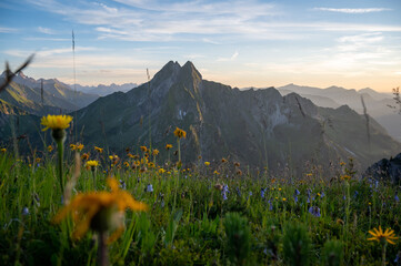 H&ouml;fats Sommerwiese