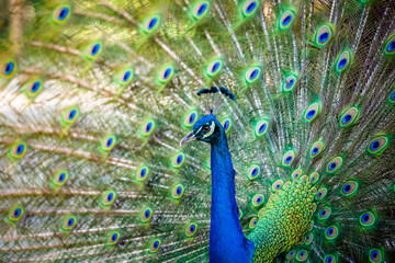 Naklejka na ściany i meble Beautiful Indian peacock displaying his tail