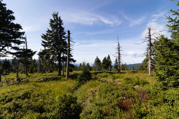 forest in the mountains