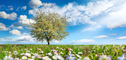 Nice meadow in spring, with blossoming lone tree and flowers, blue sky, white clouds and sunrays 