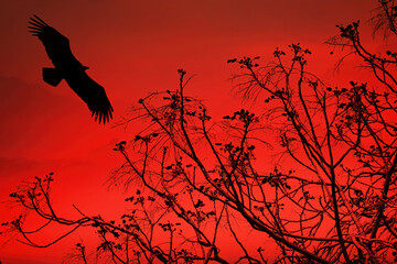 Textured old paper background with eagle flies over the trees against red sunset sky