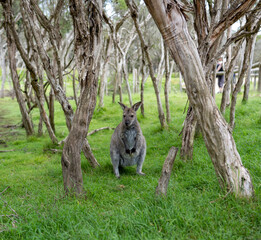 Wallaby on pose
