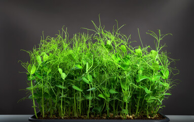 Green pea shoots as nutritious microgreens growing in a tray, vibrant green young plants on dark background