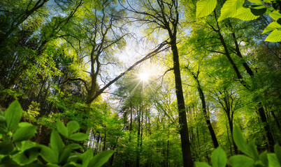 Majestic forest with pleasing sunshine, a tranquil landscape shot with lush green trees and the sun casting rays through the canopy