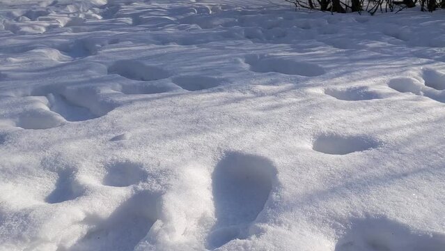 Human footprints on white fluffy snow. White Blue snow covers a ground