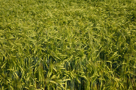 Field with barley grain in summer. Close-up of barley ears