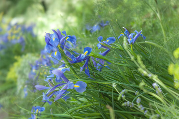 Fototapete bei efototapeten.de bestellen   