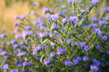 Blue flowers of Echium vulgare (Echium vulgare) in the meadow at sunset