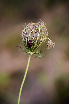 A closeup shot of a black and red striped Graphosoma on a flower