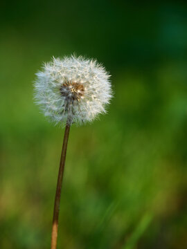 Dandelion on green meadow, macro shot, shallow depth of field