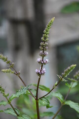The blossom peppermint flowers closeup