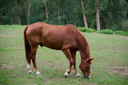 Horse eating grass on a green meadow in the summer.