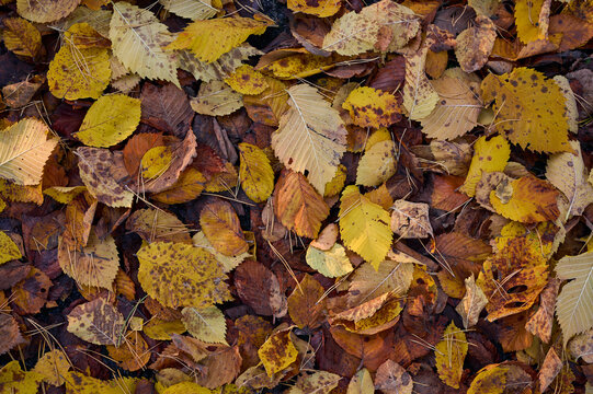 Fallen autumn leaves on the ground in the park. Autumn background